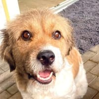 Frieda💕liebe und freundliche junge Hündin, Hündin zur Adoption