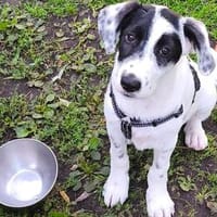 Ottilia - das umgängliche Welpenmädchen, Hündin zur Adoption