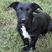 Welpe Emil wartet auf sein Körbchen, Hund zur Adoption