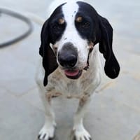 Bianca - treue Gefährtin mit großem Herz, Hündin zur Adoption
