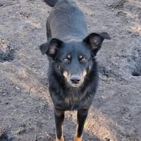 Diane - ein Herz für die Ängstliche?, Hündin zur Adoption