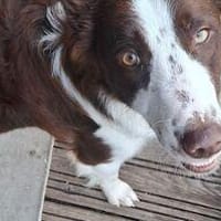 Schmusige Olivia7 sucht ihr Zuhause, Hündin zur Adoption