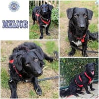 MELIOR ° Hundemann mit Lakritzoptik, Hund zur Adoption