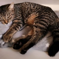 RUBIS, chat à adopter