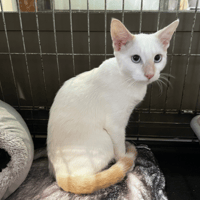 BINTA, chatte à adopter