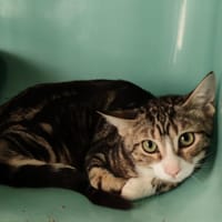 FLAMICHE, chat à adopter