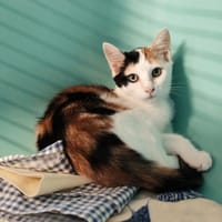 CHICOREE, chatte à adopter