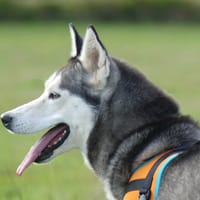 Laika, chienne à adopter
