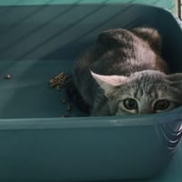 WAFER, chatte à adopter