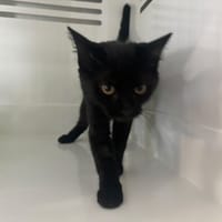 MAIWENN (a trouvé sa famille), chatte à adopter