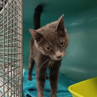 SUSHI C, chatte à adopter