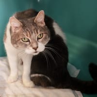 PIXEL, chatte à adopter