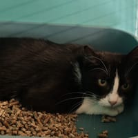 CARBONADE, chat à adopter