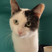 LAGON C, chat à adopter