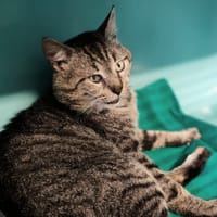 VIZIO, chat à adopter