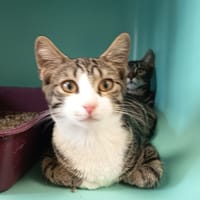 NAOKI C, chat à adopter