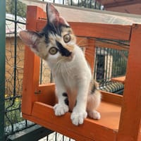 Bess, chatte à adopter