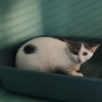 MAROILLES, chatte à adopter