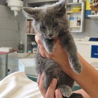 HOPE, chat à adopter