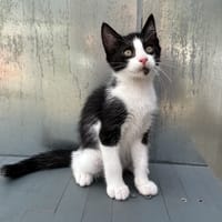 Gobbie, chat à adopter