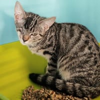 CHAUSSON, chatte à adopter