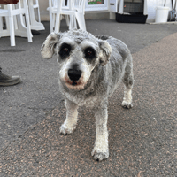 Ulya, chienne à adopter