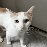 BAMAKO, chat à adopter
