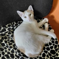 BAMAKO, chat à adopter