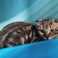JASMINE, chatte à adopter