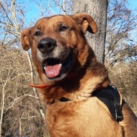 Tyson, chien à adopter