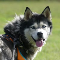 Némo, chien à adopter