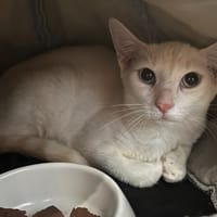 BEIRA, chatte à adopter
