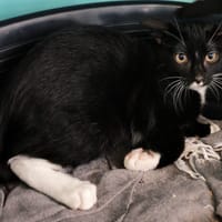 BIRGITT, chat à adopter