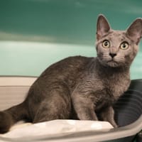 MISTIGREY, chatte à adopter
