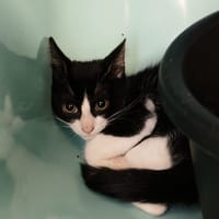 LIVARET, chatte à adopter