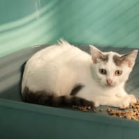 BETISE, chatte à adopter