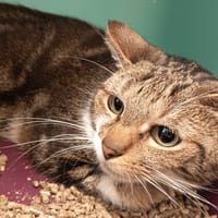 CHARLOTTE C, chatte à adopter
