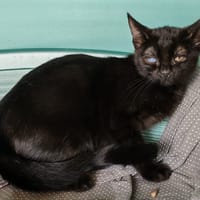 NALA, chatte à adopter