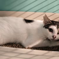 LILOU, chatte à adopter