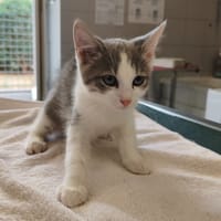HOWLIT, chat à adopter