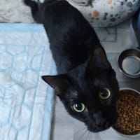 Noiraude, chatte à adopter