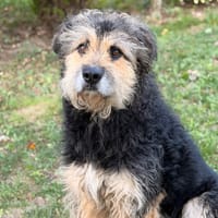 Max CAA16024, chien à adopter