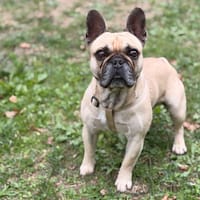 Pumba CAA16033, chien à adopter