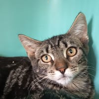 NOBU C, chat à adopter