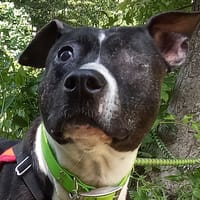 Muse, chienne à adopter