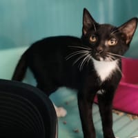 BIBOU, chat à adopter