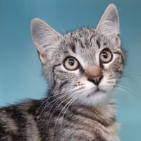 Lapanou, chat à adopter