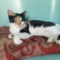 kiara, chatte à adopter