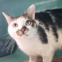 MIKADO, chat à adopter