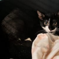 CHABICHOU, chatte à adopter